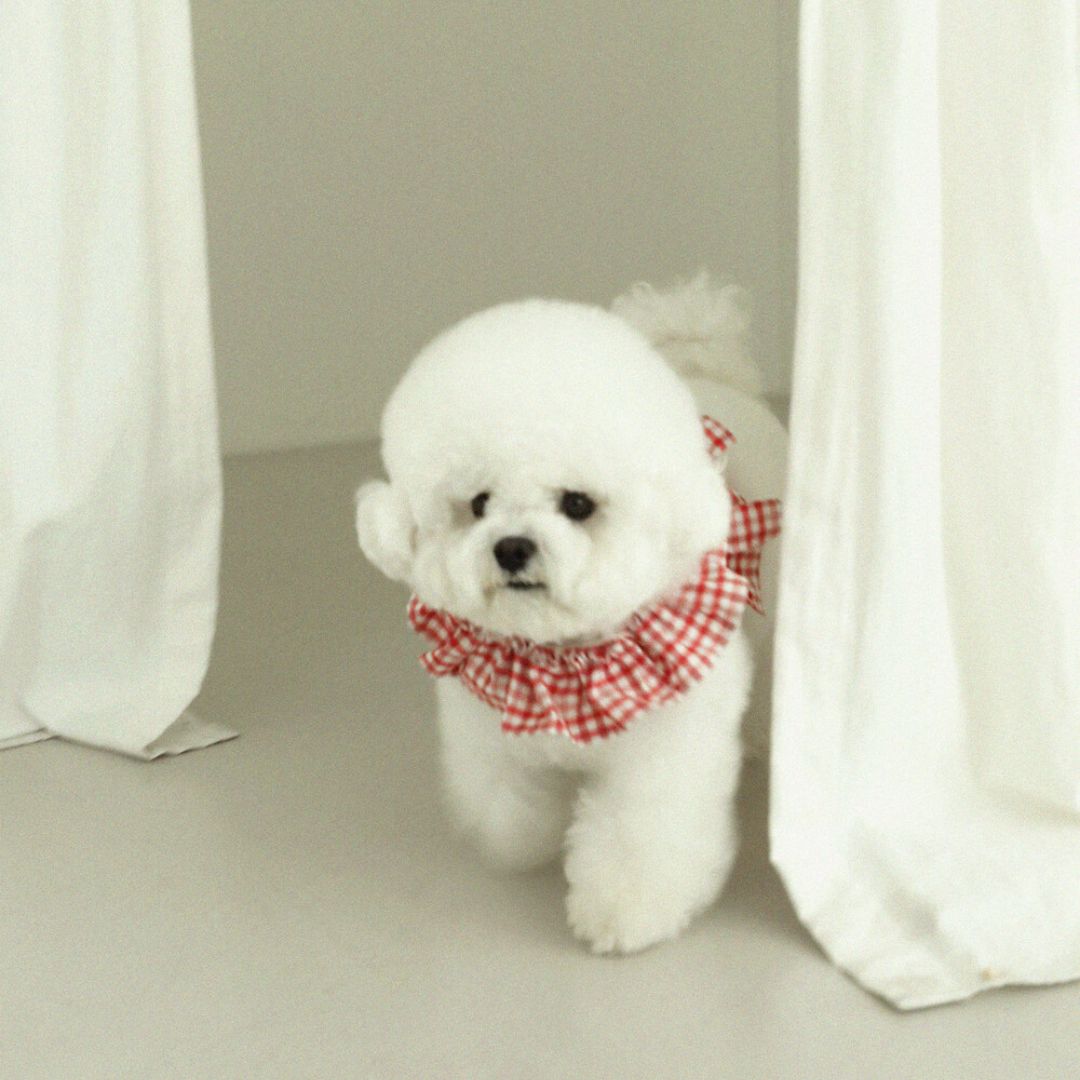 【予約】capeness - Red