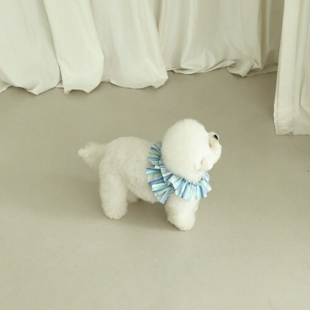 【予約】capeness - stripe blue